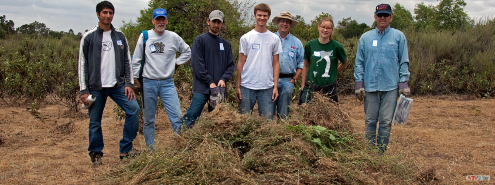 Volunteers with a pile of invasive Maltese Star Thistles