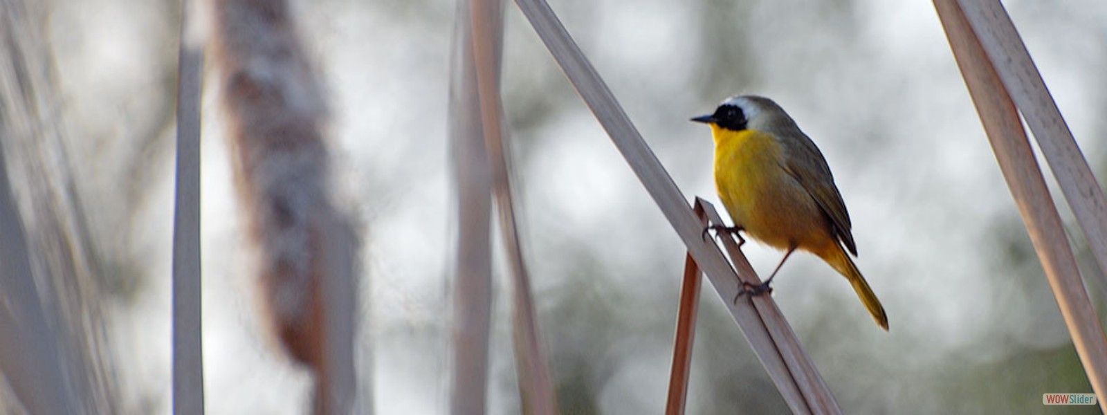 A Common Yellowthroat on cattails at pHake Lake